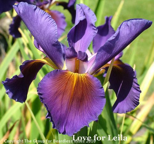 Love for Leila